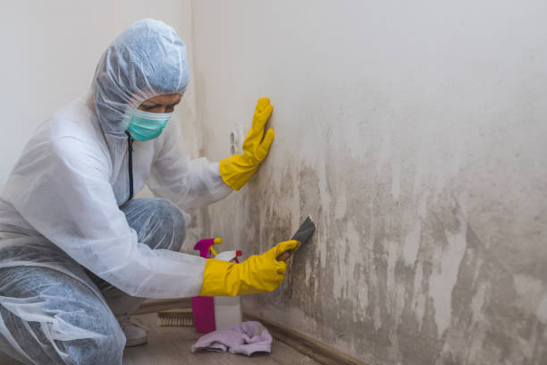 Best Mold Removal Process  in Fremont, IN