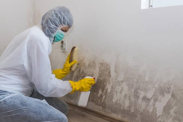 Mold Testing and Removal in Fremont, IN