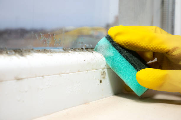 Professional Mold Removal in Fremont, IN