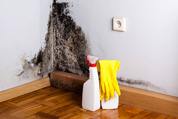 Office Mold Removal Services in Fremont, IN